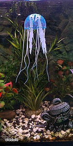 Akvaarium: kunst silikoonist säravad meduusid