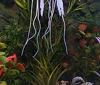 Akvaarium: kunst silikoonist säravad meduusid