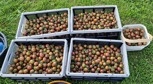 Magus avamaa tomat Black Cherry 3kg/10€ (4 foto / 4)
