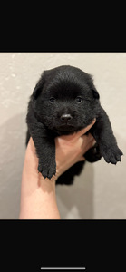 Schipperke (2 foto / 3)