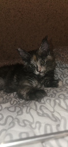 Maine Coon