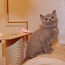 Британские короткошерстные котята (фото #2)
