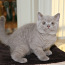 Британские короткошерстняе котята (фото #5)