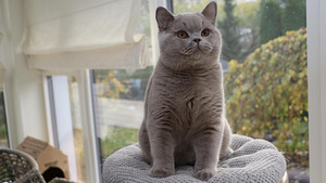 Британские котята (2 фото из 3)