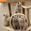 Британские котята короткошерстные (фото #2)