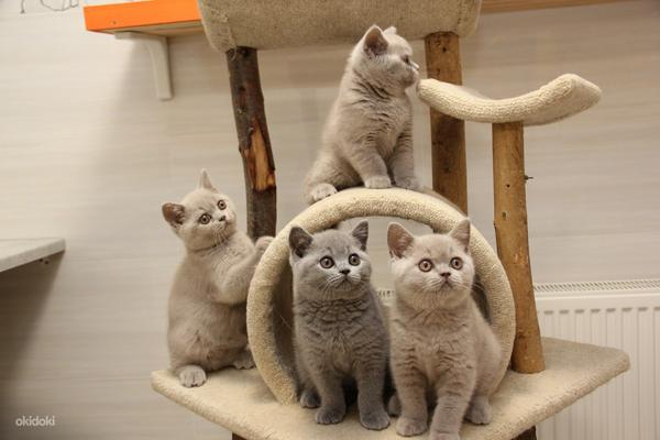 Британские котята короткошерстные (фото #2)