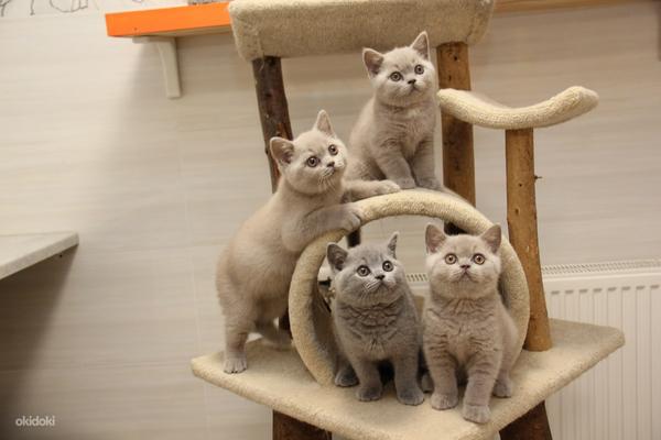 Британские котята короткошерстные (фото #1)