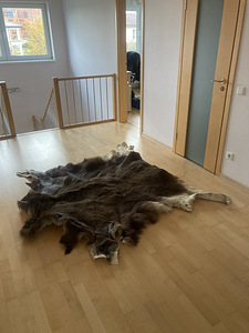 Põdranahk / põdra nahk (2 foto / 2)