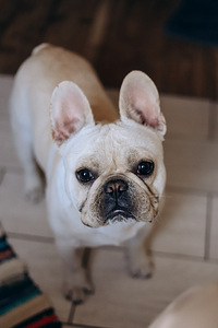 Prantsuse buldog otsib pruuti. (4 foto / 5)