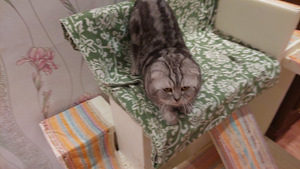 Kogenud tiitliga Scottish Fold (3 foto / 5)