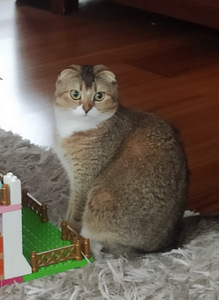 Kass otsib uut kodu (1 foto / 4)