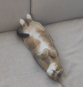 Kass otsib uut kodu (4 foto / 4)