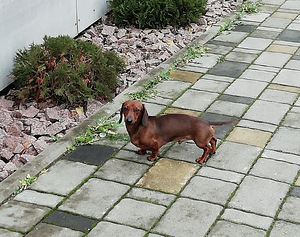Kääbustaks otsib pruuti (2 foto / 3)