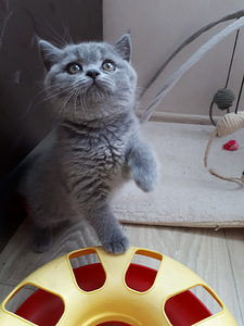 Британские котята девочка (6 фото из 7)