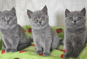 Британские котята