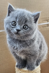 Британские котята (8 фото из 8)