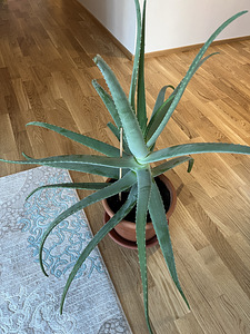 Aloe vera (Harilik aaloe) (4 foto / 5)
