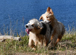 Austraalia lambakoera kutsikaid (6 foto / 9)