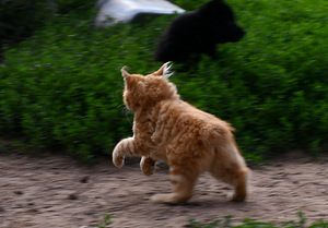 Kuriili bobtaili kassipojad (7 foto / 10)