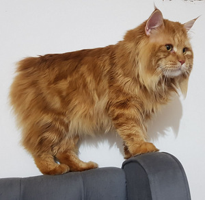 Kuriili Boblteilid (8 foto / 10)