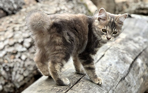 Kurili bobtail kassipojad (6 foto / 10)