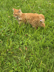 Kurili bobtail kassipojad (8 foto / 10)