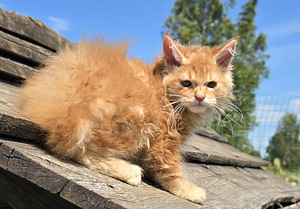 Väike ilves Kurili bobtail (4 foto / 10)