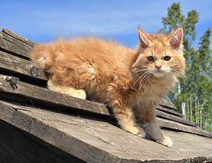 Väike ilves Kurili bobtail (2 foto / 10)