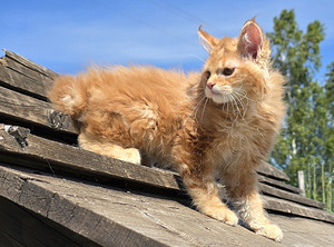 Väike ilves Kurili bobtail (3 foto / 10)