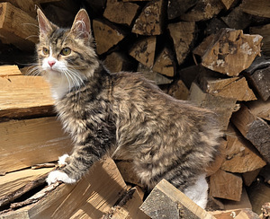 Väike ilves Kurili bobtail (4 foto / 10)
