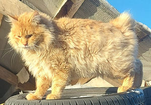 Väike ilves Kurili bobtail (8 foto / 10)