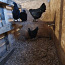 Цыплята разных пород (фото #1)