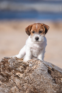 Jack Russell terrier kustikad (1 foto / 2)