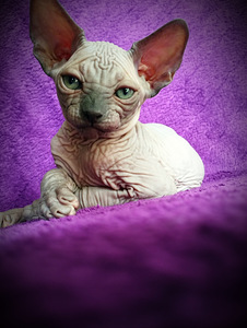 CanadaSphynx kassipojad (9 foto / 10)
