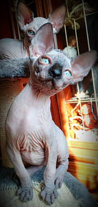 Canada sphynx kassipojad (8 foto / 10)