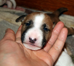 Minibullterjeri (5 valokuva sivusta 5)