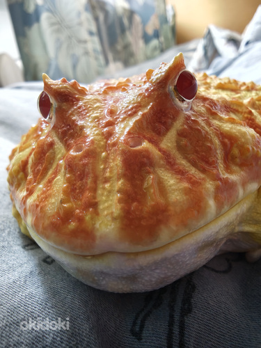 Рогатая лягушка