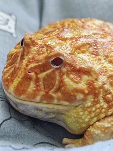 Рогатая лягушка (4 фото из 5)
