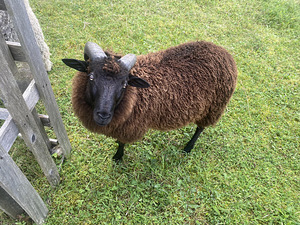 Rootsi Peenvilla jäär (1 foto / 2)