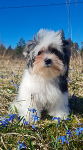 Biewer Yorkshire terrier kutsikad
