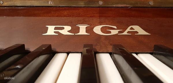 Riga klaver (foto #1)