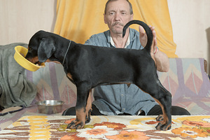 Dobermani kutsikas (3 foto / 3)