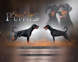 Dobermani kutsikad (2 foto / 2)