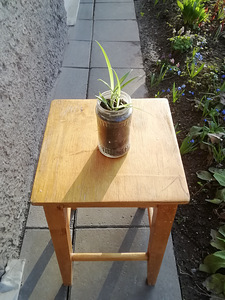 Травяная лилия / комнатное растение / размер S