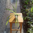 Травяная лилия / комнатное растение / размер M (фото #2)