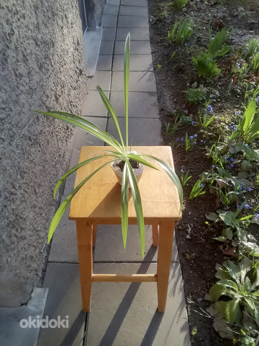 Травяная лилия / комнатное растение / размер M (фото #2)