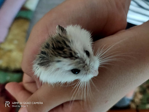 Müüakse kääbushamstreid (rabarovskihamster). (3 foto / 3)