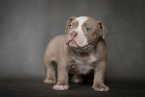 Ameerika buldog (2 foto / 4)