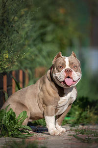 Ameerika buldog (3 foto / 4)