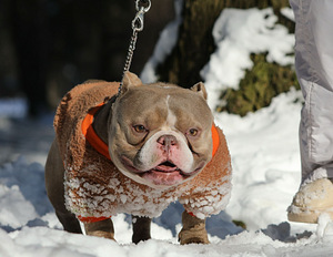 Ameerika buldog (4 foto / 4)